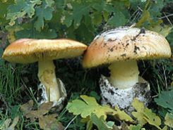andar per funghi